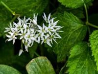 Bärlauchblüten Gruppe